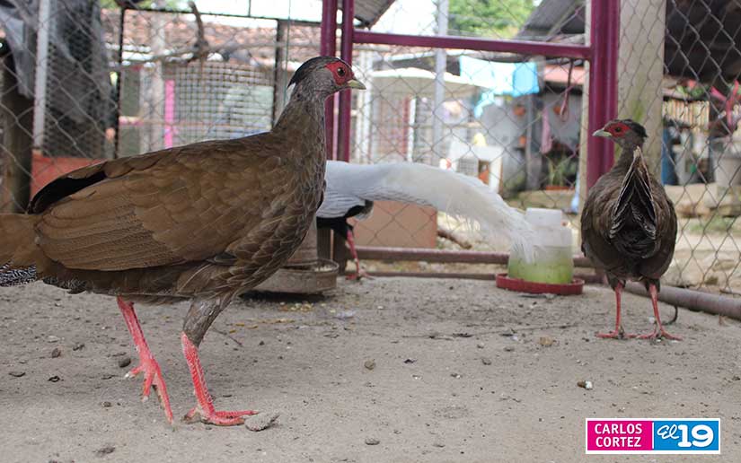 ZOO